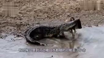 娱乐吃瓜君迅猛龙唱歌,迅猛龙跨界唱歌,音乐界新势力崛起 第3张 娱乐吃瓜君迅猛龙唱歌,迅猛龙跨界唱歌,音乐界新势力崛起 第3张