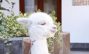 爆料美国羊驼视频播放,揭秘美国羊驼视频背后的故事 第1张 爆料美国羊驼视频播放,揭秘美国羊驼视频背后的故事 第1张